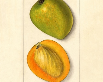 Vintage Mango Botanical Print | Antique Fruit Illustration | Tropical Kitchen Wall Art | Printable Mango Artwork