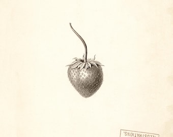 Ivanhoe Strawberry – Vintage Botanical Fruit Illustration Printable | Digital Download
