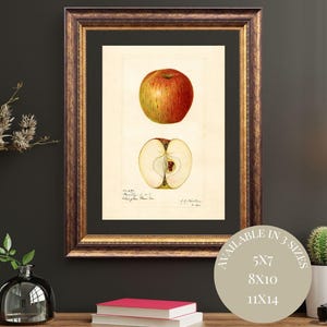 Antique Red Apple Print: Vintage Botanical Watercolor (Digital Download)