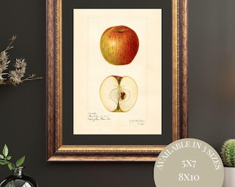 Antique Red Apple Print: Vintage Botanical Watercolor (Digital Download)