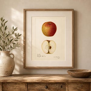 May include: A framed botanical print featuring a whole red apple and a cross-section of an apple showing the core and seeds. The artwork includes handwritten text at the bottom, presented in a light-colored mat and a simple wooden frame.