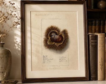 May include: A framed botanical illustration of a chestnut in its spiky burr, set against a cream-colored background with handwritten text including No. 65788, Bonna, Geo. P. Endicott, Villa Ridge, Illinois, E. J. Schutt, Oct 14, 1913, and Horse Chestnut.