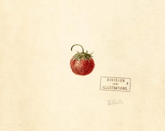 Vintage Strawberry Botanical Print: USDA Stamp, Minimalist Kitchen Art (Digital Download)