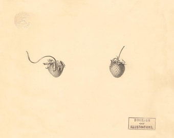 Vintage Strawberry Sketch Print: Botanical Kitchen Wall Art (Digital Download)