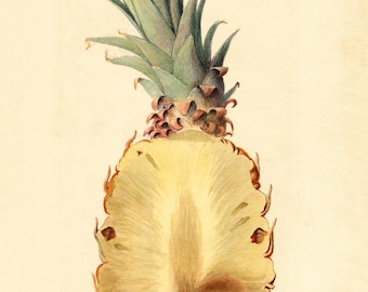 Vintage Pineapple Botanical Print – Antique Fruit Illustration – Tropical Kitchen Wall Art – Pineapple Cut Watercolor