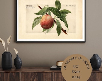 Vintage Peach Botanical Print: Arkansas Orchard Farmhouse Wall Art (Digital Download)