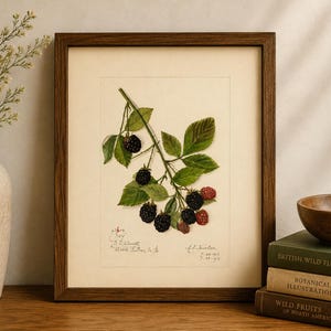 May include: A framed botanical illustration of a blackberry branch with green leaves, dark purple ripe berries, and small red unripe berries. The artwork features handwritten script text at the bottom and is enclosed in a dark brown wooden frame.