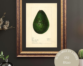 Vintage Green Avocado Watercolor Print | Antique Pomological Illustration | Farmhouse Kitchen Wall Art