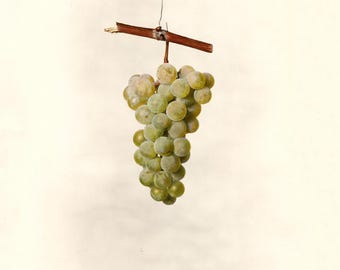 Vintage Grape Botanical Print: Noah White Grape, Vineyard Decor (Digital Download)
