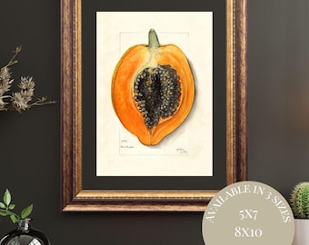 Vintage Papaya Watercolor Print: Antique Pomological Art (Digital Download)