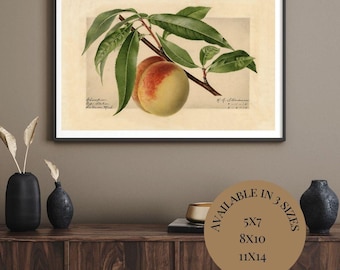 Vintage Peach Botanical Print: Antique USDA Pomological Art (Digital Download)