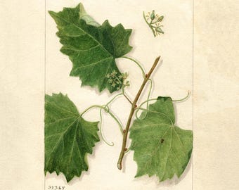 Vintage Grape Leaf Print: Scuppernong Botanical Illustration (Digital Download)