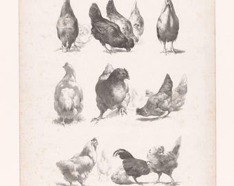 Vintage Chicken Illustration – Antique Poultry Print, Rustic Farmhouse Wall Art