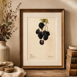 May include: A framed botanical print featuring a cluster of dark purple blackberries hanging from a stem with a single green leaf. The print includes handwritten text at the bottom left reading 28913 Lawton H.A. Jessie Sekington and D.G. Passmore.