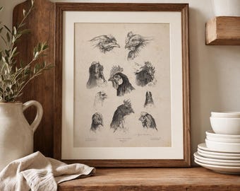 May include: A framed art print featuring multiple detailed charcoal-style sketches of chicken heads in various profiles. The artwork is set against a light beige background within a dark wooden frame, showcasing distinct poultry features and textures.