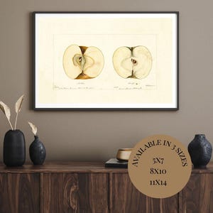 Vintage Apple Halves Print | Antique Botanical Illustration | Minkler & Munsee Apples | Pomological Wall Art