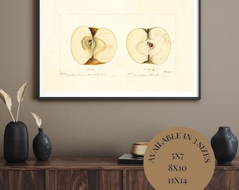Vintage Apple Halves Print | Antique Botanical Illustration | Minkler & Munsee Apples | Pomological Wall Art