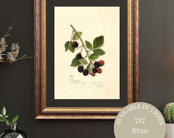 Vintage Blackberry Botanical Print: Rustic Farmhouse Kitchen Art (Digital Download)