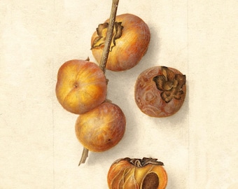 Vintage Persimmon Print: Antique Botanical Illustration, Autumn Kitchen Decor (Digital Download)