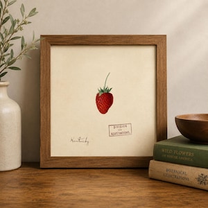 May include: A square wooden frame containing a botanical print of a single red strawberry with a green stem. The off-white paper features the handwritten word Kentucky, a rectangular stamp reading Division of Illustrations, and a centered strawberry.