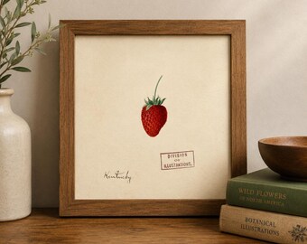 May include: A square wooden frame containing a botanical print of a single red strawberry with a green stem. The off-white paper features the handwritten word Kentucky, a rectangular stamp reading Division of Illustrations, and a centered strawberry.