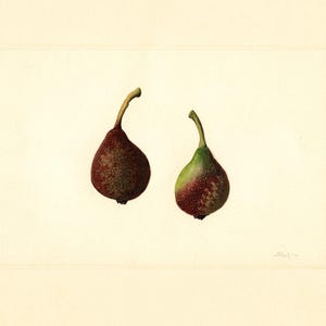 Puede incluir: Ilustración en acuarela de dos peras. Una es predominantemente roja con motas marrones, la otra verde y roja. Ambas tienen tallos curvos y están sobre un fondo crema. La obra está firmada.