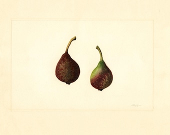 Vintage Seckel Pear Print: Antique USDA Botanical Illustration (Digital Download)