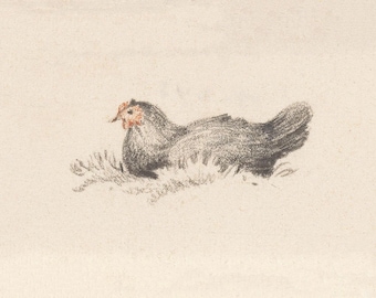 Vintage Chicken Illustration Print – Antique Farmhouse Poultry Art – Rustic Cottagecore Kitchen & Homestead Wall Decor