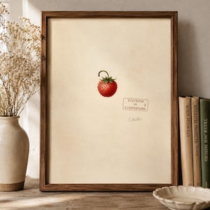 Peut inclure: Une impression botanique encadrée représentant une illustration de fraise rouge unique centrée sur un fond crème. L'impression comprend un tampon rectangulaire indiquant DIVISION OF 3 ILLUSTRATIONS et une signature E. Muller en bas à droite.
