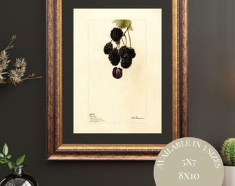 Vintage Blackberry Watercolor Print: Antique Botanical Illustration