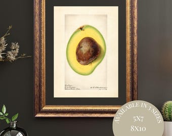 Vintage Avocado Watercolor Print | Antique Pomological Illustration | Farmhouse Kitchen Botanical Wall Art