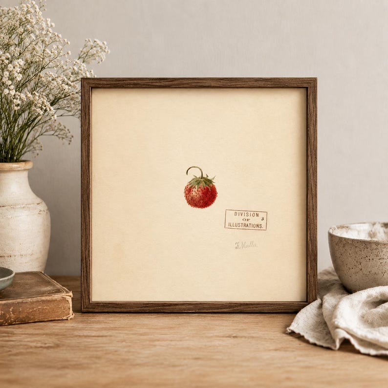 May include: A square framed botanical print featuring a single red strawberry illustration centered on a cream background. The print includes a rectangular stamp reading DIVISION OF ILLUSTRATIONS and a handwritten signature below the strawberry.