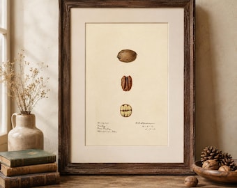 May include: A framed botanical print featuring three vertical illustrations of a pecan nut in different states: whole, shelled, and cross-sectioned. The artwork is set against a cream background with handwritten text in the lower left and right corners.