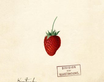 Vintage Strawberry Botanical Print – Kentucky Strawberry Illustration – Rustic Kitchen Farmhouse Wall Art