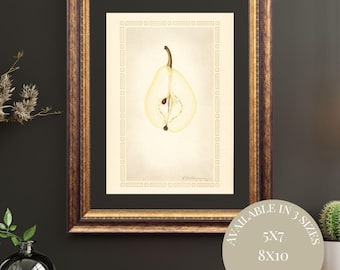 Vintage Pear Watercolor Print: Antique Fruit Illustration, Fall Kitchen Decor (Digital Download)