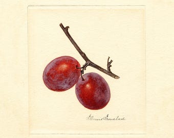Vintage Plum Botanical Print: Antique Fruit Illustration (Digital Download)