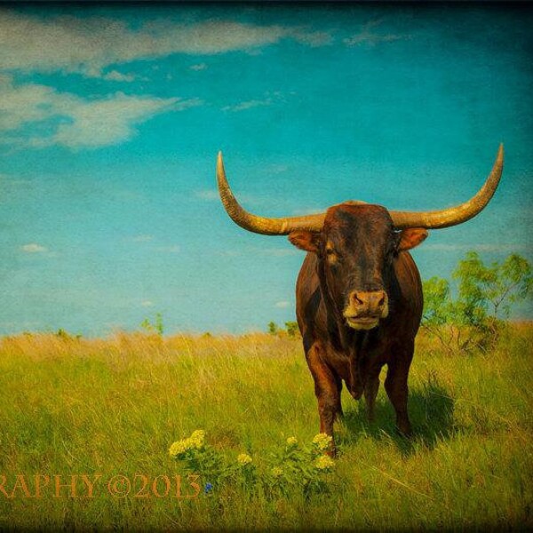 Fotografía de vacas, Texas Longhorn Print, Western Decor Rustic Wall Art, American West Landscape, Southwestern, Animal Photography,