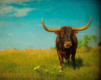 Cow Photography, Texas Longhorn Print, Western Decor Rustic Wall Art, American West Landscape, Southwestern, Animal Photography,