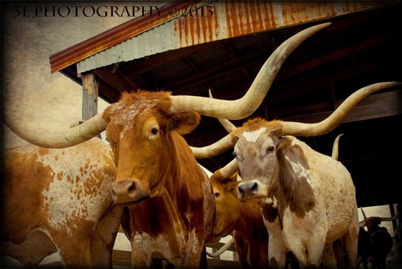 SOUTHWESTERN LONGHORN WILDLIFE SIGNED PRINT 11/"X14/" LIMITED EDITION OF 995