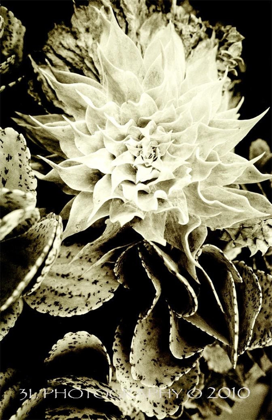Flower Fine Art Photography Print Rustic Home Etsy Flower Fine Art Photography Print Rustic Home Etsy