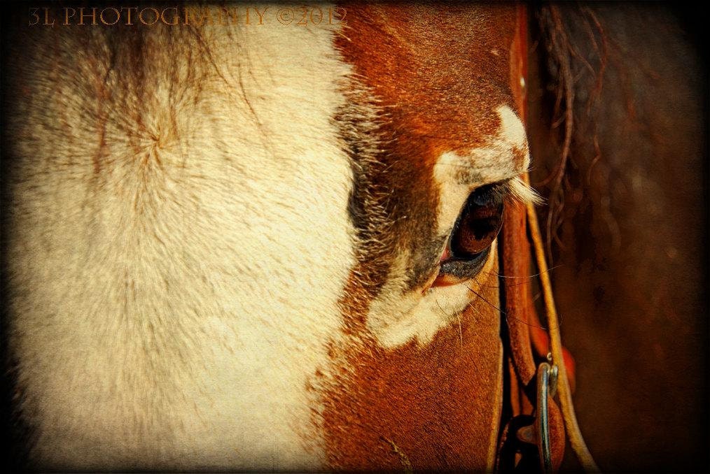 western-horse-fine-art-photography-texas-rustic-art-etsy