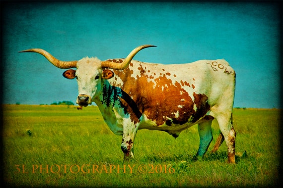Western Photography Southwestern Home Decor Texas Longhorn Etsy