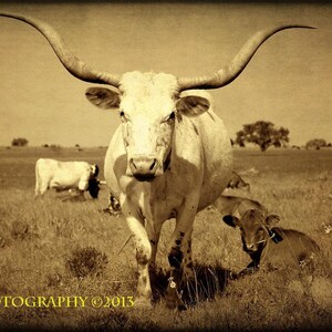 Western Photography, Texas Longhorn Print, Cow Wall Art, Rustic Home Decor, Fine Art Photography, American West, Cattle