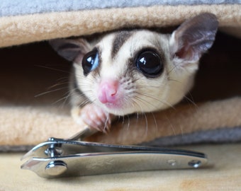 Sugar Glider Nail Trimming Kit