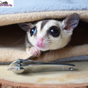 Sugar glider nail clippers shop