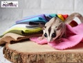 Sugar glider, rats, birds, hamster, small animals fleece blanket product logo