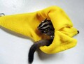 Sugar glider banana cage pouch product logo