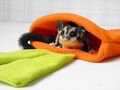 Sugar glider and rat carrot cage pouch product logo