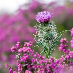 Natural Milk Thistle Seeds: Herbal Detox & Liver Support