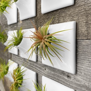 Modern White Wall Planter, 3" X Small, Air Plant Holder, Air Plant Wall, Living Wall Decor, Moss Wall Art, Indoor Outdoor Ceramic Planter